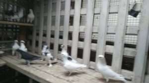 1000064725.mp4