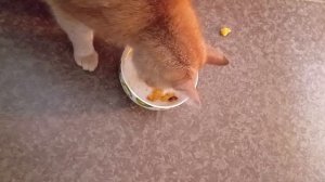 VID_20250928_082743 Кот и тыквенная каша!