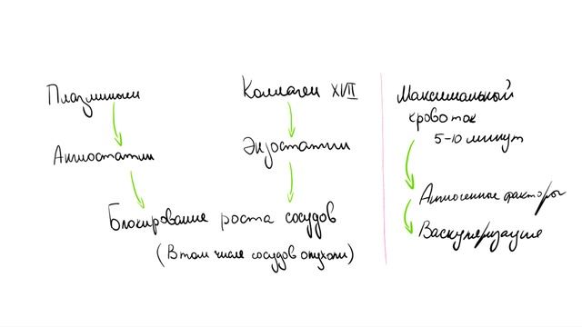 Лекция 7. Регуляция кровообращения. Нормальная физиология.
