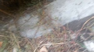 нашёл бездомную кошку