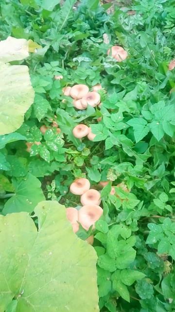 Домашние опята #shorts_video #грибы