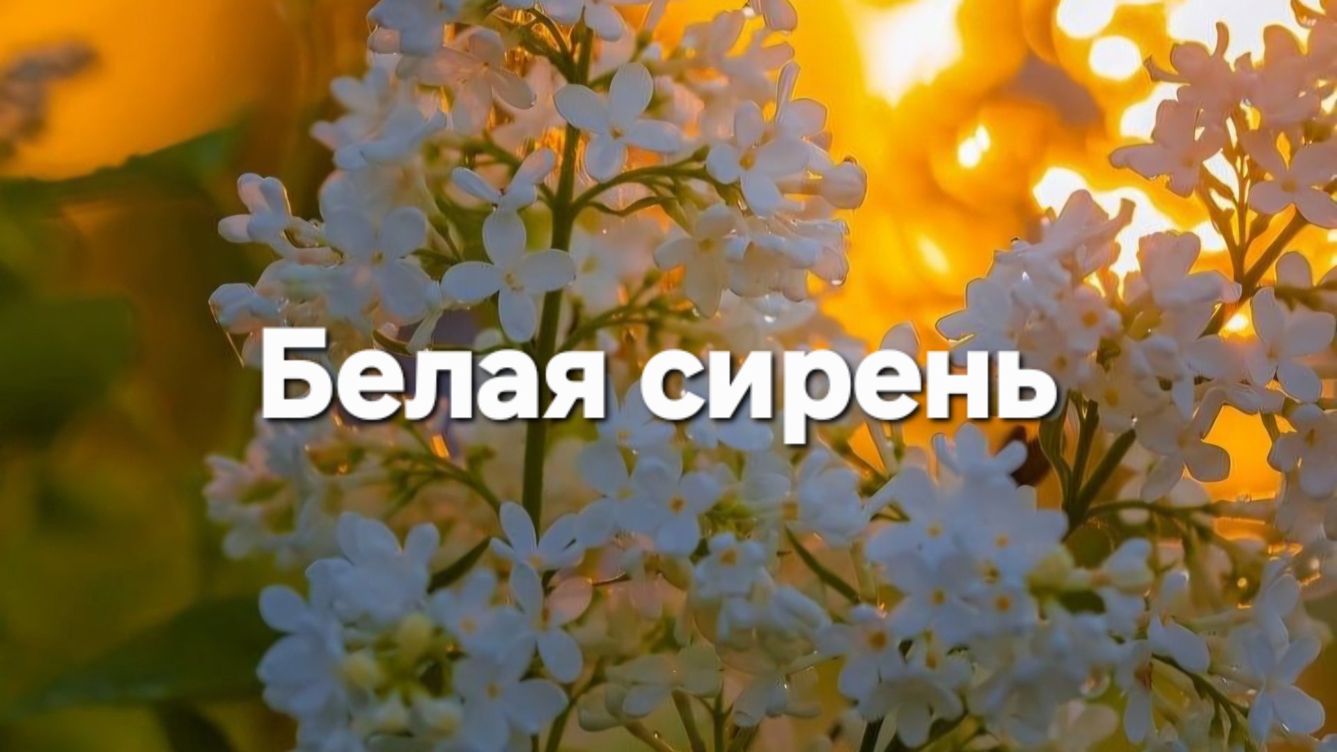 Белая сирень смотреть онлайн