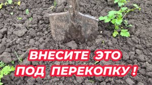 Что внести в почву под перекопку осенью, чтобы восстановить плодородие? Чем удобрить почву осенью