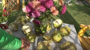 6 соток 2 октября 2025 года 1 часть. Сельдерей.