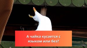 #102 #спиннинг А чайка кусается с языком или без? Рассказываю историю и ловлю окуня в ЦПКиО