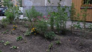 ГК МКС/ДОСТ-Н: как жители благоустраивают придомовую территорию по ул. Достоевского 22