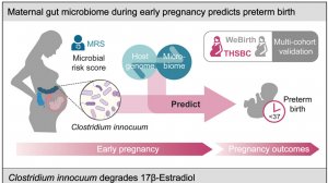 Микробиом кишечника матери на ранних сроках беременности предсказывает преждевременные роды