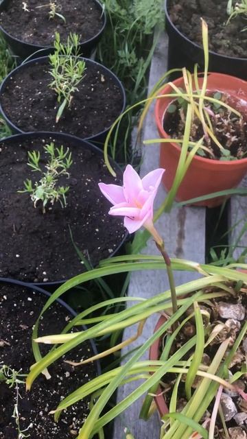 Ленинградская область. Хвойное. 29.06.2024. Дача.  Растение-зефирантес-выскочка