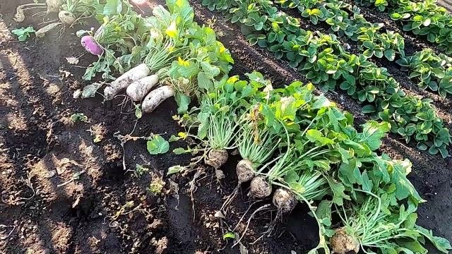 Убираю репу и редьку, итоги сезона.