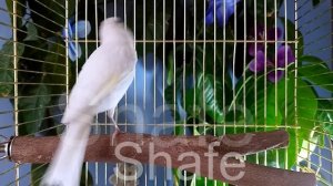 Кенар
