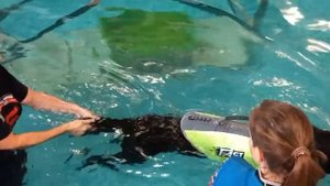 Патрик гребёт!...