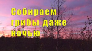 У МЕНЯ ПЕЧАЛЬКА  / СОБИРАЕМ ГРИБЫ ДАЖЕ НОЧЬЮ /  29 сентября 2025
