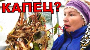 Включила  Реанимацию после заморозка. Спасаю бегонии