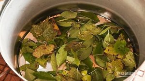 Моченые яблоки в бочке