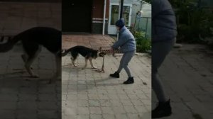 Восточноевропейская овчарка Альфа. Исполнился год.