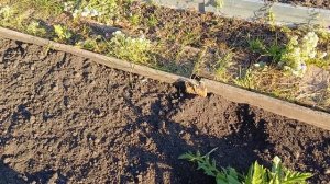 Обработка томатной теплицы.07.10.2025г