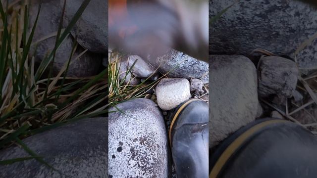 Форелевое путешествие