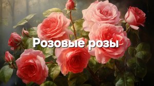 Розовые розы
