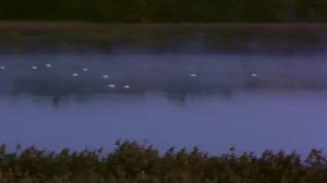 Лебеди озеро Ильмень 0