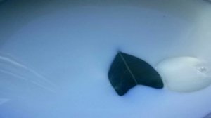 Макароны с фаршем под соусом бешамель