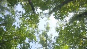 ENYA Best Songs Collection