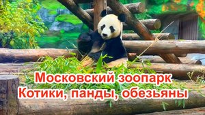 Московский зоопарк. Капибары. Кот Тимофей. Панда Катюша. Детям бесплатно. Обзор зоопарка.