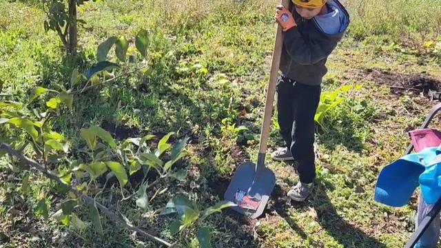 НАШ ОГОРОД УЖЕ НЕ УЗНАТЬ/ СОБИРАЕМ ПОСЛЕДНИЙ УРОЖАЙ/ ВЕЧНО ЛЕЗЕМ ВПЕРЁД ПАРОВОЗА