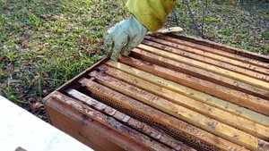 бакфаст PJ к зиме готова