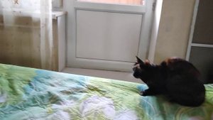 Как мы избавляемся от шерсти кошачьей 😊