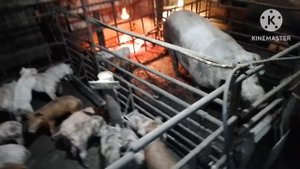 Ждём опорос пьетренши. Хряк Дюрок снова в строю. Дела Свиновода.