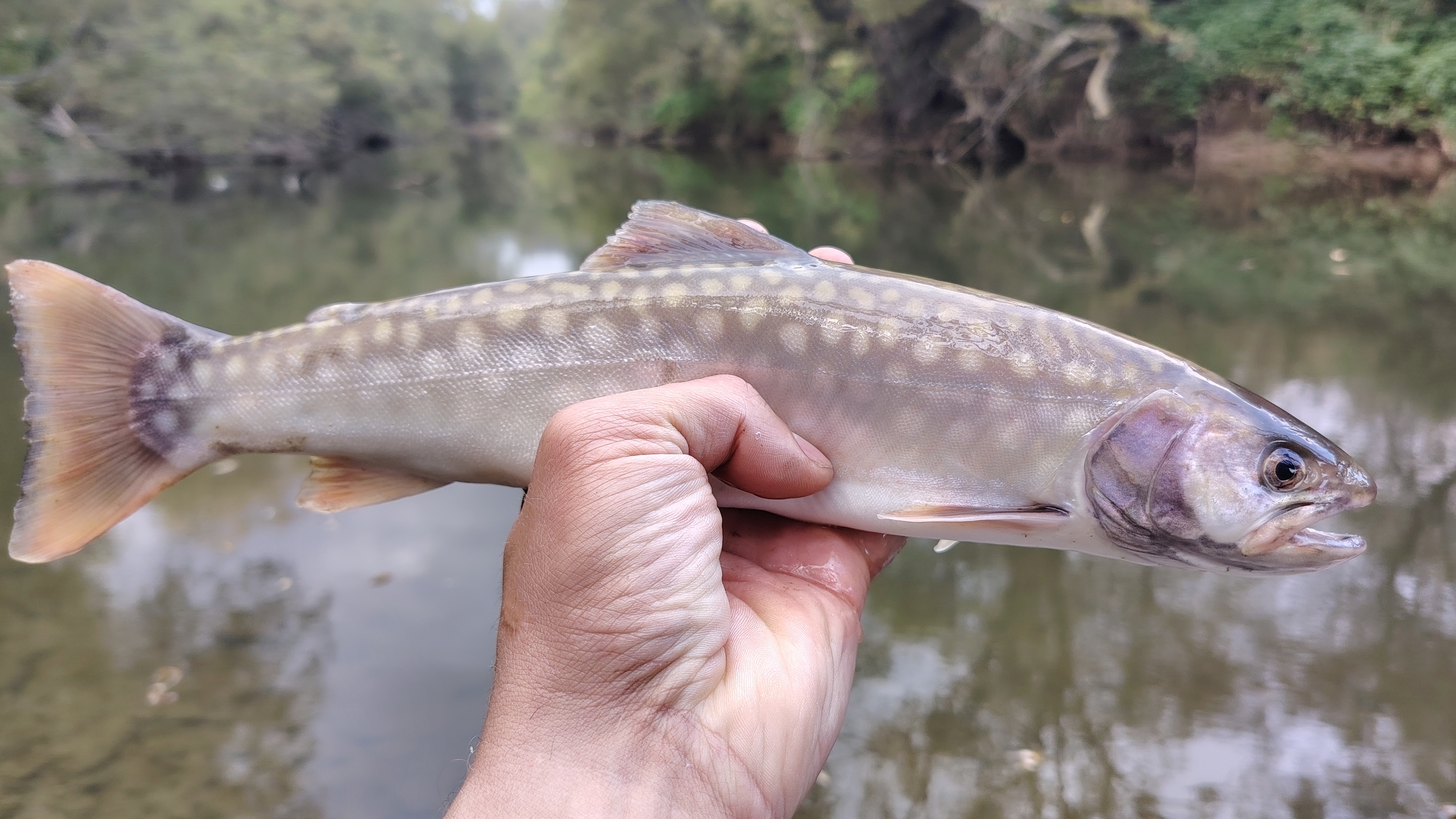 Рыбалка на удочку | Нерест Кеты Лосось | Печальная картина | Природа Остров Сахалин 2025 год смотреть онлайн