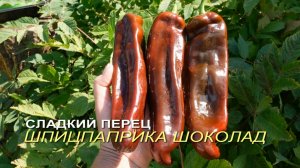 Сладкий перец ШПИЦПАПРИКА ШОЛОЛАД (Spitzpaprika Chocolate). Обзор сортов ПЕРЦА!