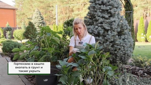 Не укрывайте гортензию, пока не сделаете ЭТО! Как подготовить гортензию к зиме?