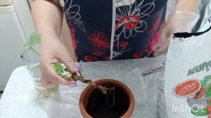 В Ейске затяжной осенний дождь☔Решила посадить цветок🪴