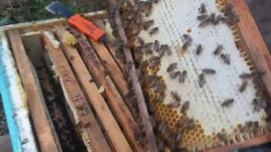 Сбор подсолнечного мёда с лесной пасеки. 23 августа 2025 года.