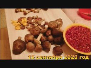 7 соток. И за грибами, и за брусникой, и заготовки на зиму надо успеть все. 15 сентября 2020 год