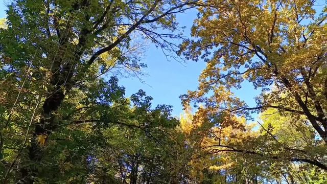 Парк Победы в Санкт-Петербурге в октябре рисует словно художник на фоне голубого неба и солнца