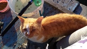 Хвостатые, усатые на рыбалке! Часть 1.