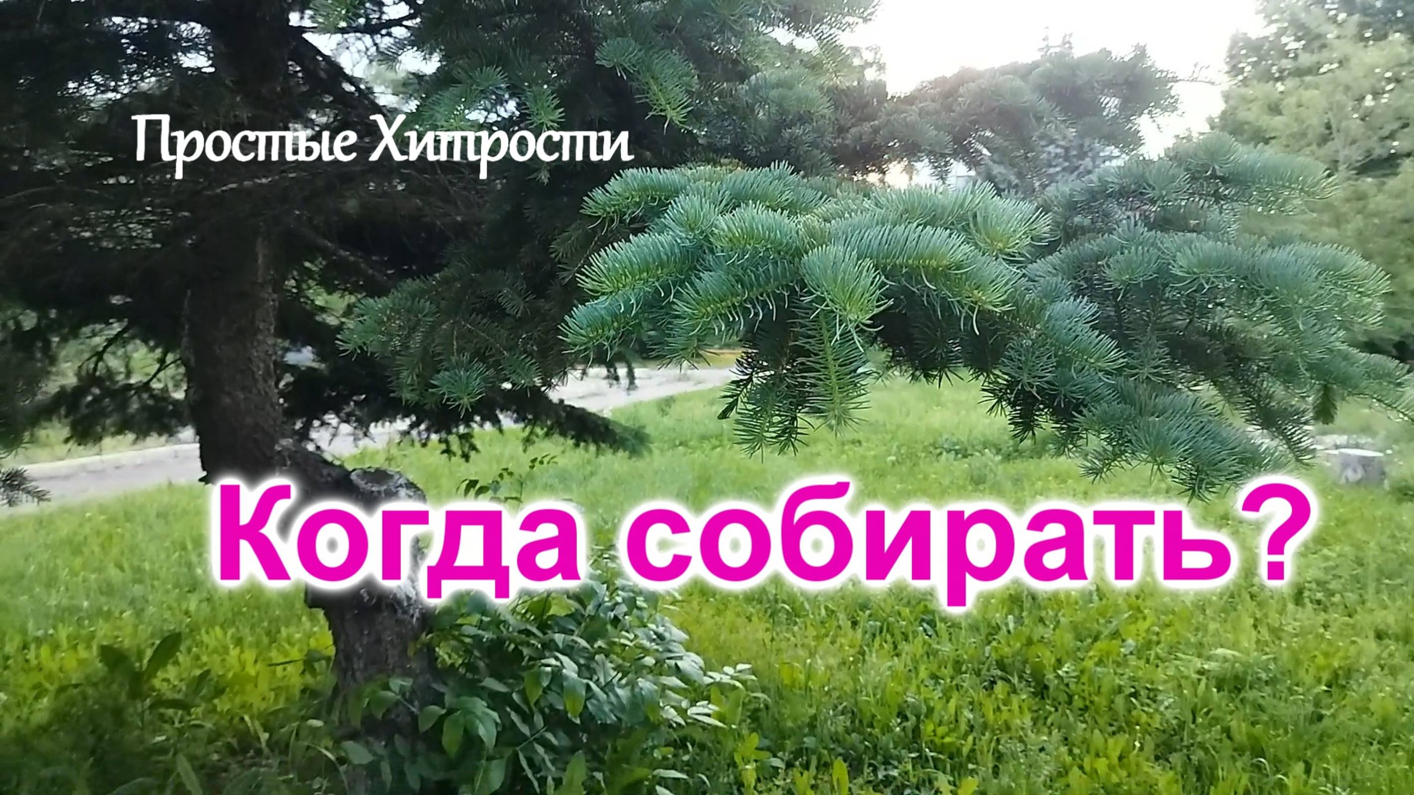 Хвоя/Когда собирать молодые побеги (25)/Хвойные деревья не пострадали/Часть 1