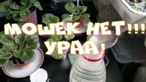 Как ни странно, МОШЕК нет! Почему? Как и чем поливаю свои фиалки!