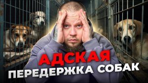 DOGTOWN Живодёры в зооотелях морят собак голодом и бьют током: как защитить своего питомца?