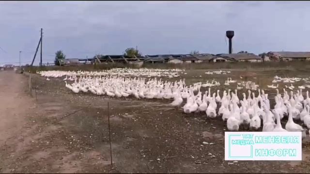 Ильхам Султанов в селе Матвеевка содержит 4 тысяч гусей.