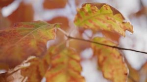 КАПУЧИНО С ПЕНКОЙ| Любовь, которой не дано случиться