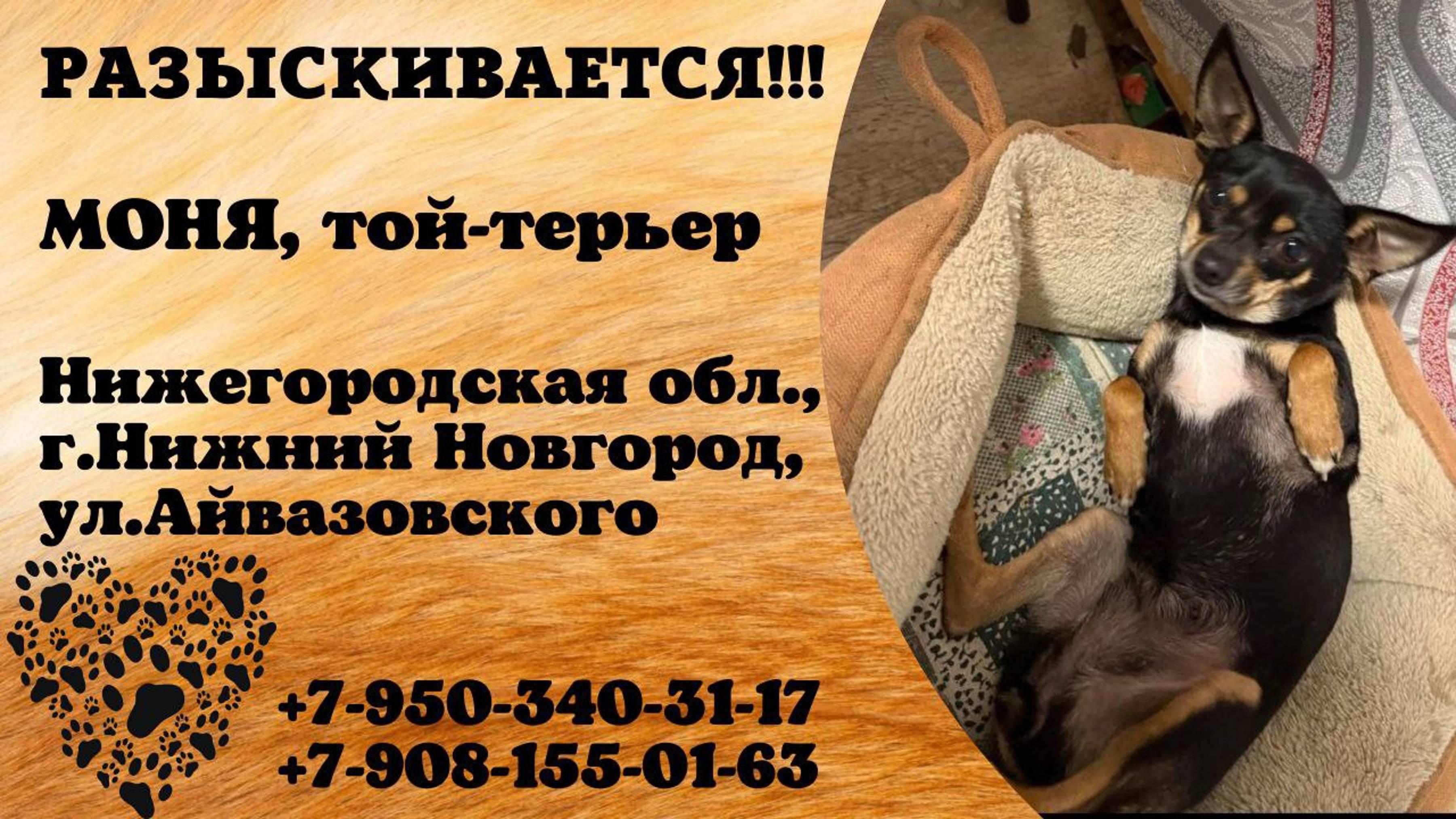 Пропала собака! МОНЯ. Той-терьер.  Нижегородская обл г.Нижний Новгород