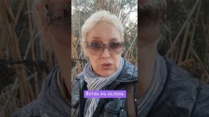 Фетва на халяль