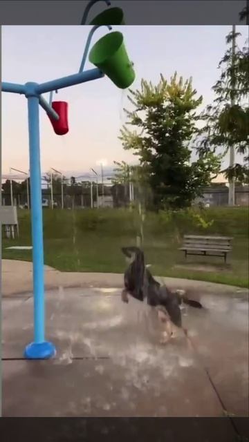 Душевая карусель