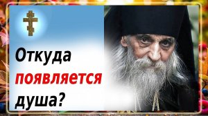 КОГДА ПОЯВЛЯЕТСЯ ДУША? Откуда приходит душа и как передается грех?