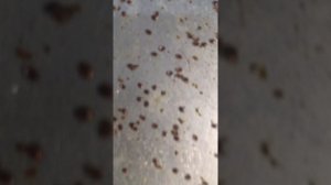 САМЫЙ ОПАСНЫЙ ВРАГ ПЧЁЛ ЭТО КЛЕЩ ВАРРОА