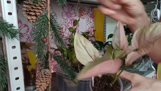 комнатные растения: полив на стеллаже 🪴🪴🪴🪴🪴🪴🪴🪴🪴🪴🪴🪴🪴🪴🪴🪴🪴