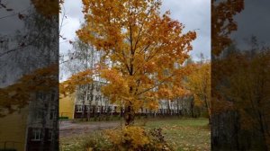 Про октябрь © Copyright: Бронислав Сычёв, 2025
Свидетельство о публикации №125100703493